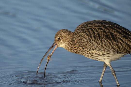 Eurasian curlew (Numenius arquata) adult wading bird with a crab for food in its beak, Norfolk, England, United Kingdom
