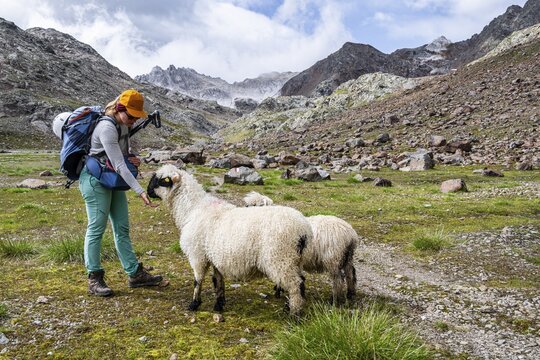 Young woman feeding Valais Blacknose sheep (Ovis gmelini aries), high alpine mountain valley, Obere Senner Egete, Stubai Alps, near Ridnaun, South Tyrol, Italy