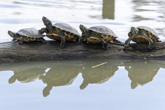Red-eared slider turtles (Trachemys scripta elegans, Pseudemys scripta elegans) on a branch in a pond, France