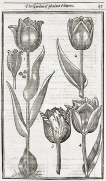 Tulips (Tulipa), woodcut from Paradisi in Sole Paradisus Terrestris by John Parkinson, 1629, London, England, United Kingdom