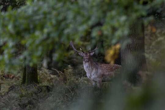 This photo documents a typical behaviour of the fallow deer (Dama dama), it stands motionless in the forest and observes, for example, forest walkers, untrained eyes quickly overlook the animals, autumn, rut, fallow deer rut, October, Germany