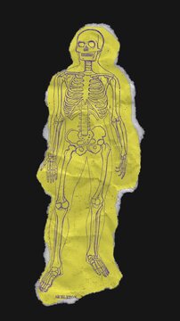 A drag and drop skeleton anatomy themed colourful ephemera that animates into place from torn paper.
