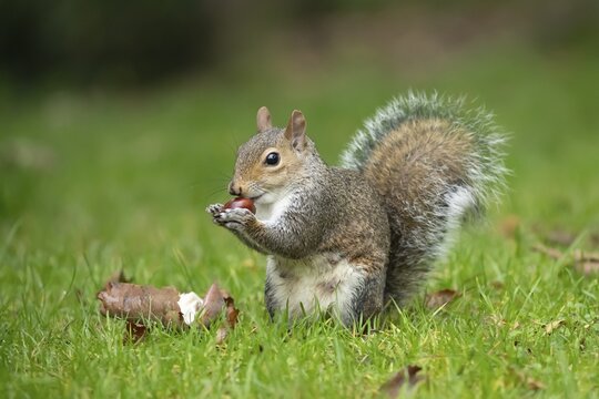Grey squirrel (Sciurus carolinensis) adult animal feeding on a Horse chestnut tree nut or conker in the autumn, England, United Kingdom