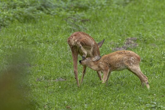 Fawn (Capreolus capreolus) tries in vain to suckle from the doe, baby animals, sweet, cute, September, Germany