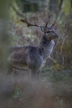 A young fallow deer (Dama dama) with broken antlers and bloody eavesdropper appears in front of the camera, rut, mating season, deer rut, autumn, October, Germany