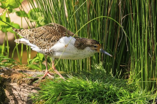 Bird in the grass looking for food in a natural environment, ruff (Calidris pugnax, Syn.: Philomachus pugnax), courtship display, France