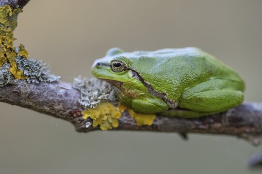 European tree frog (Hyla arborea), Zandvort, Netherlands