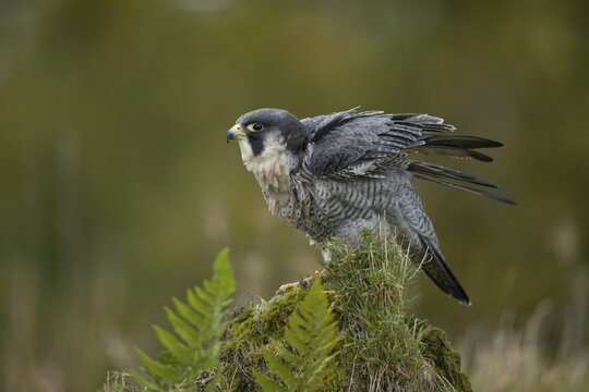 Peregrine falcon (Falco peregrinus) adult bird of prey on a tree stump, Scotland, United Kingdom
