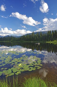 Lake with water lilies, forest and mountains, La Salle Lakes, Prince George, British Columbia, Canada