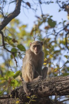 Rhesus macaque (Macaca mulatta) adult monkey on a tree branch, Bandhavgarh, Madhya Pradesh, India