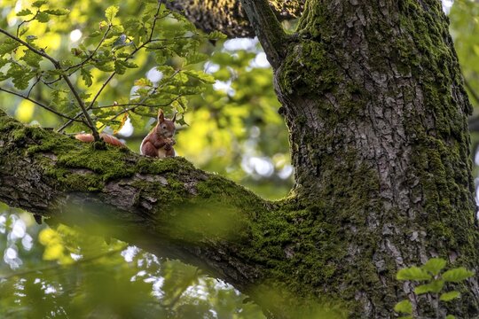 Squirrel (Sciurus vulgaris) eating an acorn on the branch of an oak tree, food, sweet, cute, October, Germany