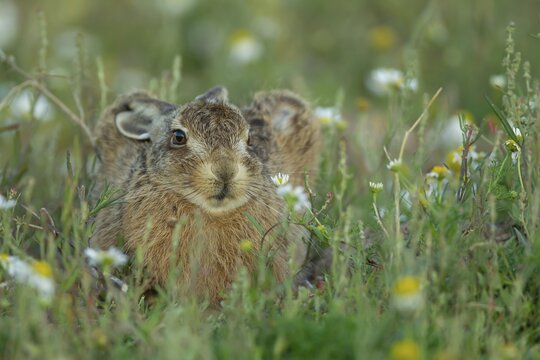 European brown hare (Lepus europaeus) juvenile leveret animal resting in grassland amongst wildflowers in summer, England, United Kingdom