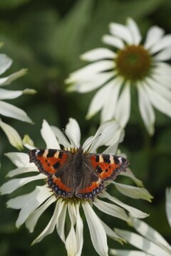 Small tortoiseshell (Aglais urticae) butterfly adult feeding on a Coneflower (Echinacea spp) flower in a garden, Norfolk, England, United Kingdom