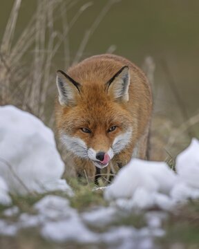 Red fox (Vulpes vulpes), hunting, winter fur, lurking, sniffing, hunting mice, dominant, male, winter landscape, predator, Middle Elbe Biosphere Reserve, Saxony-Anhalt, Germany