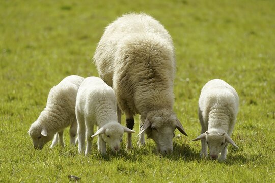 Forest sheep, three lambs with mother grazing on a pasture, Germany