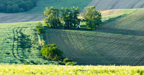 Fototapeta premium rolling green fields in early summer in Czech Moravia