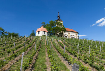 Fototapeta premium church in middle of a vineyard in Moravia