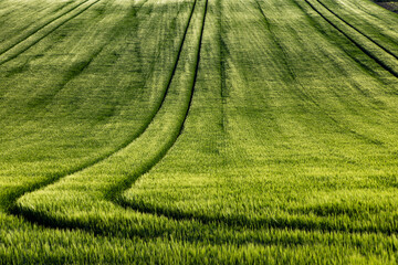 Fototapeta premium rolling green fields in early summer in Czech Moravia