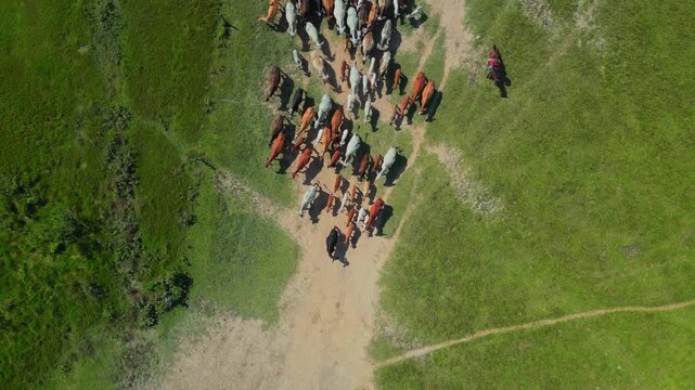 Vista a&eacute;rea con dron de hato bovino desplaz&aacute;ndose por pradera verde en los Llanos colombianos