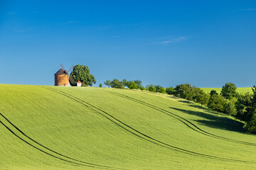 Fototapeta premium rolling green fields in early summer in Czech Moravia