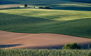 Fototapeta premium rolling green fields in early summer in Czech Moravia