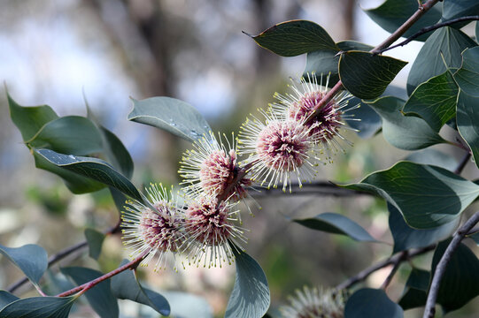 Beautiful globular flowers and large blue green leaves of the Western Australian native Sea Urchin Hakea, Hakea petiolaris, family Proteaceae. Endemic to Darling Range. Autumn winter flowering