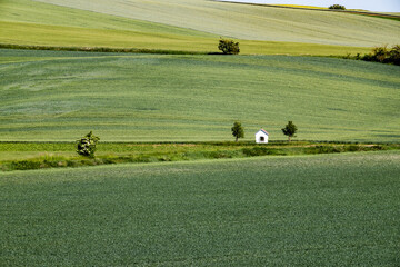 Fototapeta premium rolling green fields in early summer in Czech Moravia