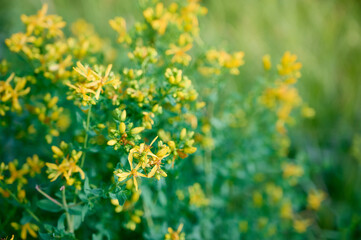 Obraz premium Close-up of bright yellow St. John's wort (Hypericum perforatum) flowers with green leaves.