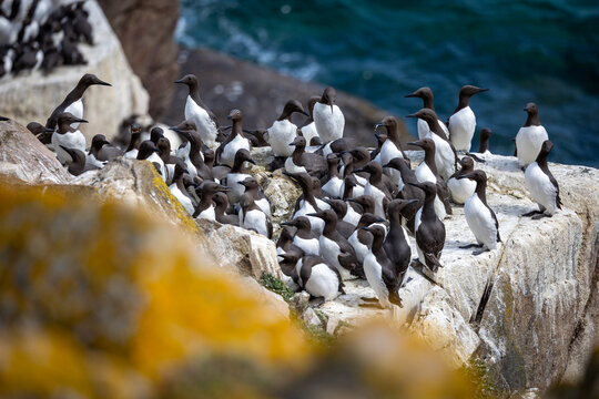 arao com&uacute;n en col&oacute;nia, en las islas Saltee, Irlanda

