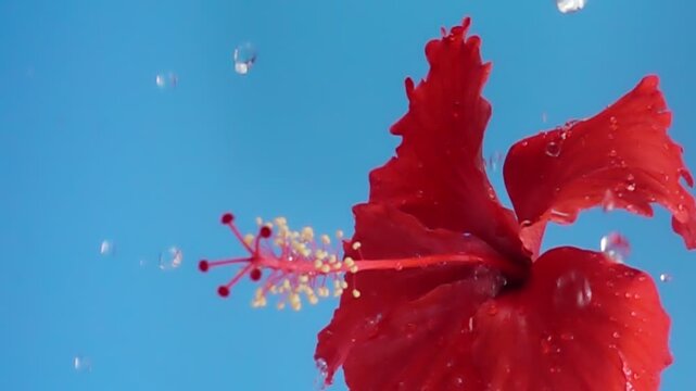 red Hibiscus flower head sprinkled with water on blue background, Slow Motion
