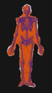 A drag and drop skeleton anatomy themed colourful ephemera that animates into place from torn paper.
