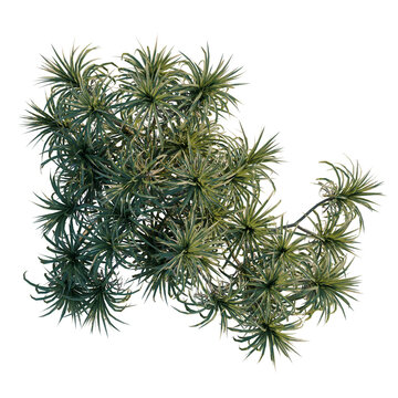 Pandanus tectorius tree plan, top view, cutout, transparent background, isolate, Dense Cluster of Yucca Plants with Sharp Spiky Leaves Against a Black Background
