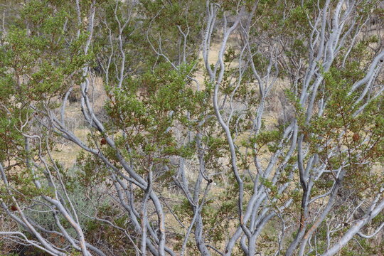 Desert Paragon Bush, Larrea Tridentata, an excellent native synoecious shrub displaying aging slender cylindric lenticellate fractiflex overlapping branches during early Autumn in the Pinto Mountains.