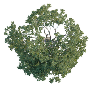 Quercus robur tree plan, top view, cutout, transparent background, isolate, Detailed Tree Canopy from Above - Lush Green Foliage with Visible Branch Structure