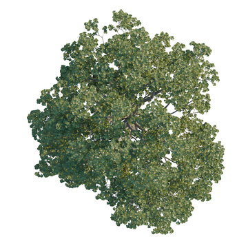 Quercus robur tree plan, top view, cutout, transparent background, isolate, Detailed aerial view of a lush deciduous tree canopy with intricate branch structure.