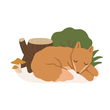 Cute sleeping fox near a tree stump, mushrooms and forest plants. Adorable woodland animal character for nursery, nature and seasonal designs. Isolated flat vector illustration.