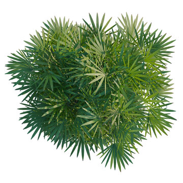 Rhapis humilis tree plan, top view, cutout, transparent background, isolate, Dense Green Palm Tree Canopy - Detailed Foliage View for Landscape Design & Nature Imagery