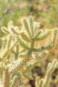 Spiky Cactus Close-Up