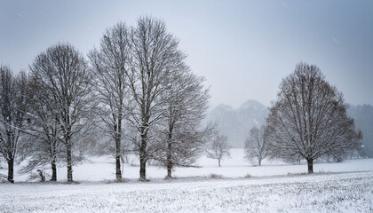 Obraz premium Bare Trees Stand In A Field During A Heavy Snowstorm On A Cold Winter Day