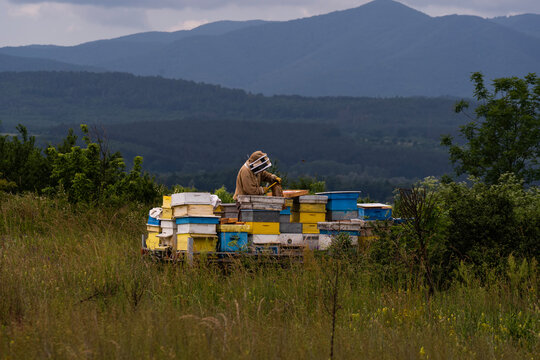 A beekeeper in a white protective suit holds bees and beeswax in a wooden frame.