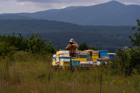 A beekeeper in a white protective suit holds bees and beeswax in a wooden frame.
