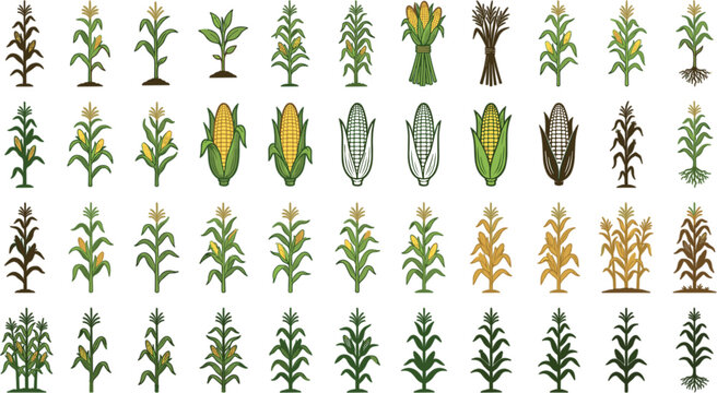 Corn Plant and Maize Harvest Vector Icon Set Featuring Agricultural Crops, Growing Stalks, Fresh Sweetcorn Cobs, Husks, and Organic Farming Cultivation Design ElementsCorn Plant and Maize Harvest Vect