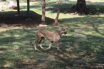 Side profile of a cheetah walking across a grassy field inside a zoo enclosure with tree shadows © Habii