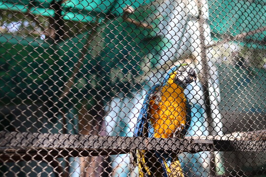 Blue and gold macaw parrot perched on a wooden branch behind a metal wire fence in a zoo cage enclosure