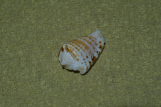 close up view of Mauritian conch (Conomurex decorus) collected in 2006 on Unguja island, Zanzibar.