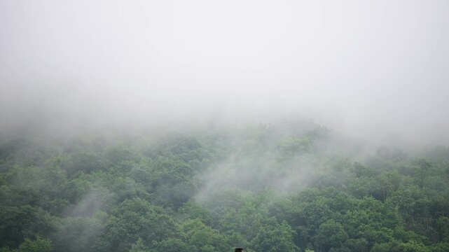 Rain weather wind tree crown, raining movement, rooftops, fog, moving clouds