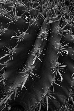 detail cactus thorns sharp cluster spines of ferocactus plant background texture black and white