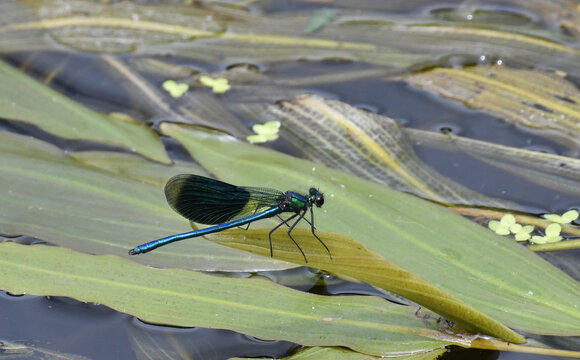 libelle