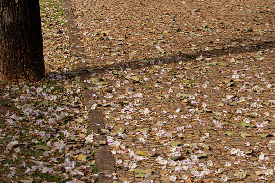 Muitas flores delicadas e brancas, de ip&ecirc;, espalhadas pelo ch&atilde;o. Tabebuia roseo-alba