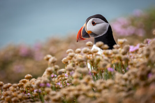 Frairecillo ( Fratercula arctica), en
 la Saltee Island Great, Killmore, Irlanda
